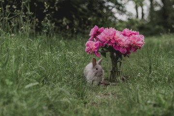 home rabbit walking on a leash through a park with green grass where a glass vase with peonies in June	