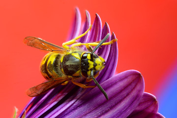 vespa sopra un fiore