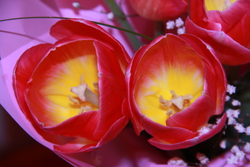 Two red tulips with a yellow center.