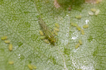 Many aphises sitting on a leaf