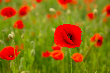 poppy in the foreground
