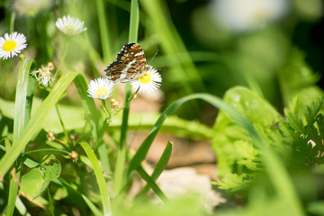 butterfly on flower