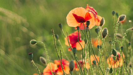 poppies in the meadow