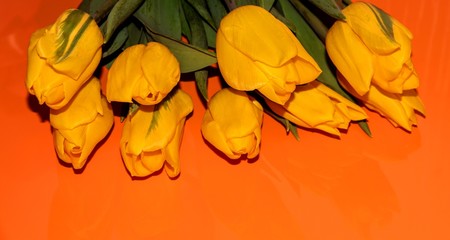 Yellow tulips on an orange table. Bright colors
