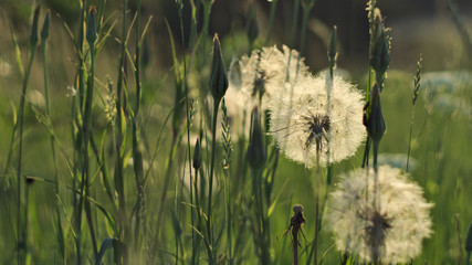 dandelions in the grass illuminated by the setting sun