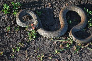 The grass snake (Natrix natrix, ringed snake, water snake) crawling on dry ground, top view