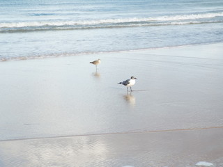 birds on the beach