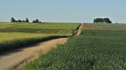 fields and flowery meadows