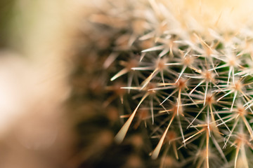 Blurry cactus background in warm tones
