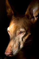 dog with light effects