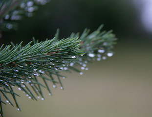 Naklejka na ściany i meble Pine branch with water droplets