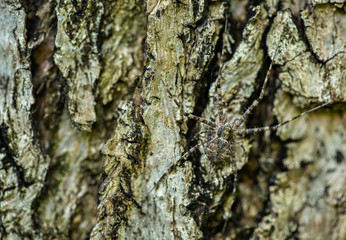 Tree trunk spider on a tree bark