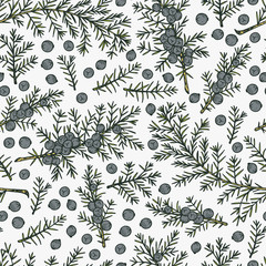 Medicinal plants Seamless pattern. Hand Drawn Juniper branch, Leaves and Berries. Alternative medicine. Biological additives are. Traditional herbal therapy. Vector illustration