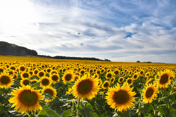 A Sunflowers field, natural landscape