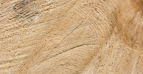 wood texture of tree stump