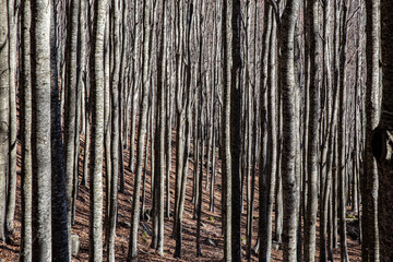 Fototapeta premium beech forest