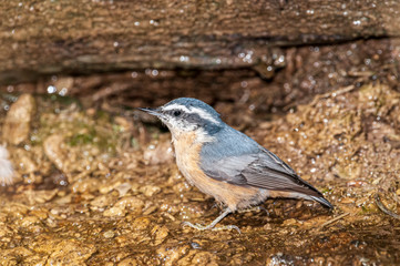 Fototapeta premium Red-breasted Nuthatch