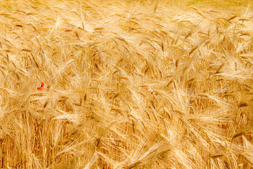 wheat field with yellow spikes