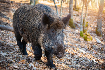 wild boar in the forest