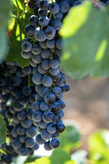 bunch of grapes with drops of rugiata