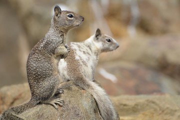 Naklejka na ściany i meble California Ground Squirrel Pair on a Rock