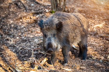 wild boar in the forest