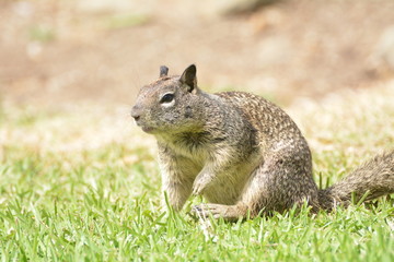 Naklejka na ściany i meble Wary Ground Squirrel