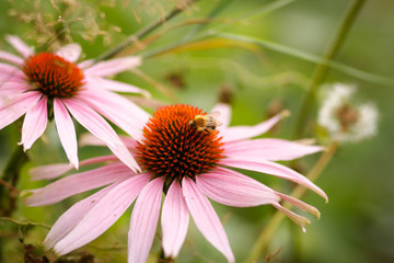 Yellow black large bumblebee crawls on pink red Echinacea flower and pollinates. Very beautiful perennial medicinal plant Echinacea on green blurred background, selective focus, view from above