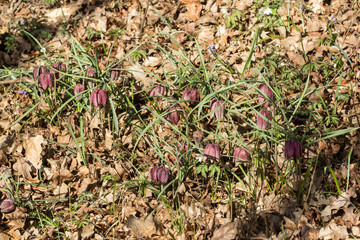 Snake's head fritillary (Fritillaria meleagris) or chess flower, frog-cup, guinea flower, leper lily, Lazarus bell or kockavica in family Lilliaceae, chequered pattern flowers in shades of purple, rar