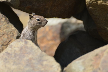 Peeking squirrel
