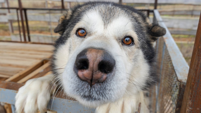 Funny Alaskan Malamute with big defocused nose in dog enclosure. Pet concept.