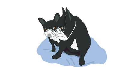 Two adorable dark gray dogs (French bulldogs) with mouth masks on, to protect against the Corona virus. Pandemic in 2020.