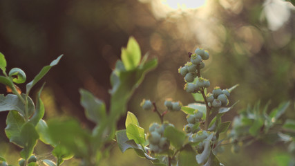 young blueberries