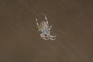 Orb-weaver Spider