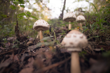 mushroom in forest