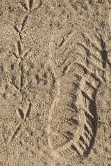 Human and California Quail Tracks