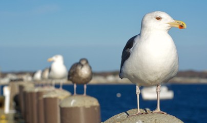 Seagull Lineup in Cape Cod, Massachusetts