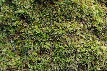 The texture of green vegetation. Moss