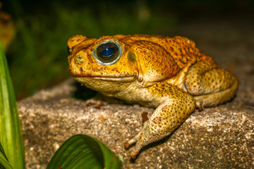 Frog on the Road