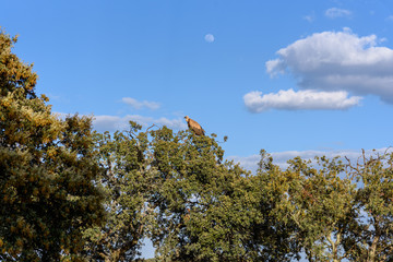 Buitre posado sobre la copa de un arbol