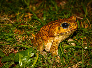 Frog in the Grass