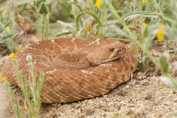 Red Diamond Rattlesnake coiled among the wildflowers