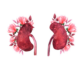 Kidney human renal realistic front view illustration isolated on white background with flowers.World kidney day card, watercolor illustration with cute cartoon couple of kidneys.