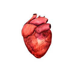 Anatomical human heart with flowers. Watercolor hand drawn illustration.Design for label, card, book, tattoo, logo