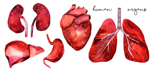 Anatomy watercolor set : heart, lungs, kidneys, liver, stomach,  isolated on white background. Realistic hand drawn for books, web, logo, posters