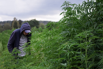 Naklejka na ściany i meble Man processing the marijuana in fields cannabis