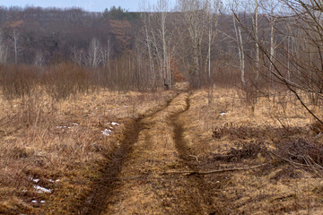 Spring forest, awakening from winter sleep, waiting for warm weather.