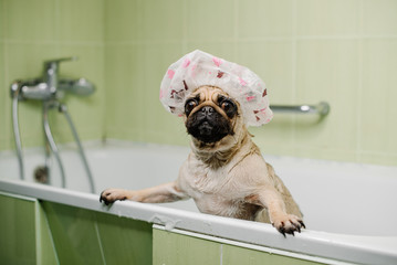 pug in the bathroom