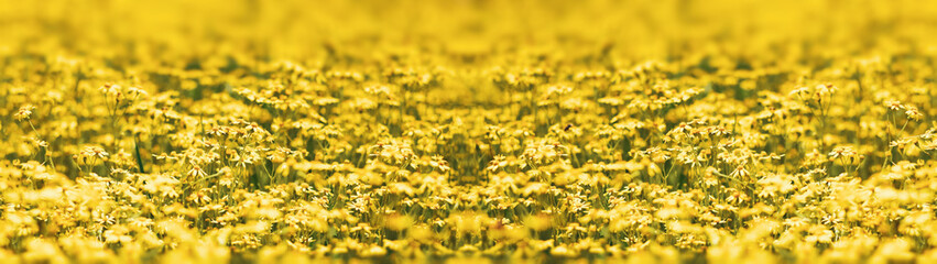 Fototapeta premium Summer meadow background field of yellow flowers web banner
