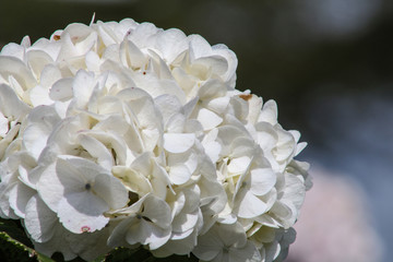 bouquet of white flowers